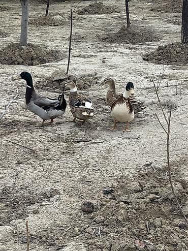 2 ayliq cuceler: Məhsul: Ördəklər (yerli qarışıq cins) 22 ədəd yumurtası var 50 qəpik 1 — 2