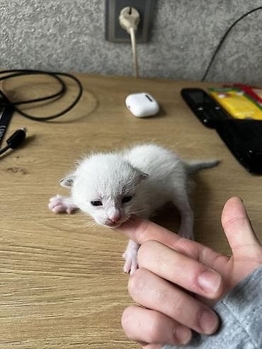 siam pisiyi haqqinda: Siam, Erkək — 10