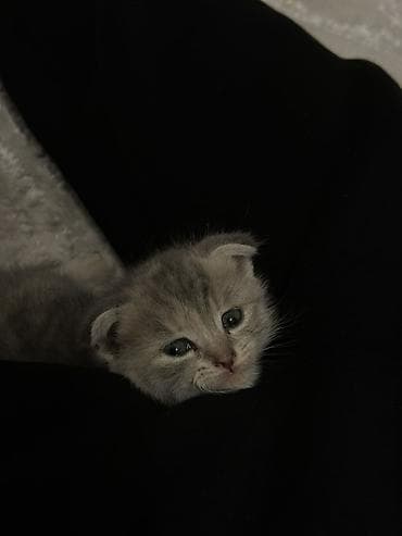 qurd basan: Şotland — 4