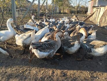 mebel ustu qazlar: Qaz sürüsü – yerli saxlanış - Növ: ev qazları (boz-ağ rəngli, böyük — 6