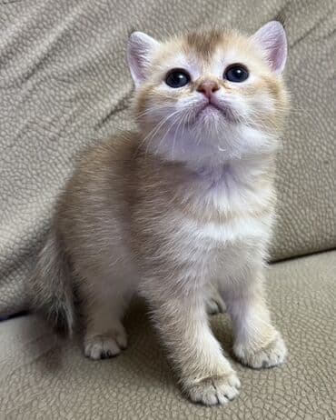 Gəmiricilər: Temiz qan shinshila balalari satilir. 15 .11.25 ilde dogulublar. yemek — 3