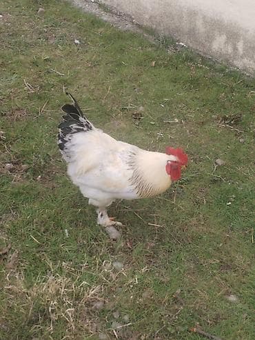 Keçilər, çəpişlər: Brahma cinsi xoruzlar - Ağ rəngli, boyun və quyruq hissəsində — 3