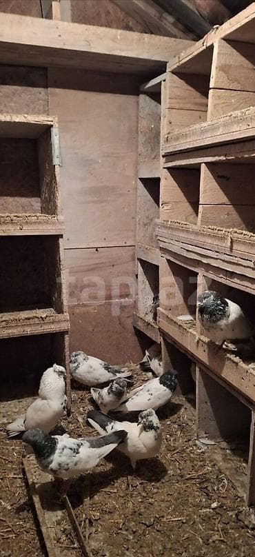 Gəmiricilər: Məhsul: Damazlıq göyərçinlər (qara-yaşıl boyun ləkəli, ağ-boz çalarlı — 2