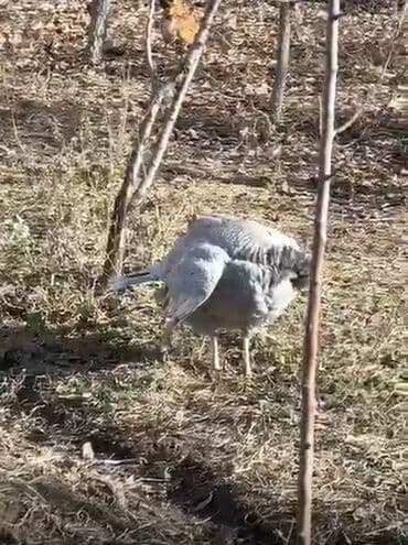 hinduska qiymeti: Dişi, Kanada, Yumurtalıq, Ödənişli çatdırılma — 1