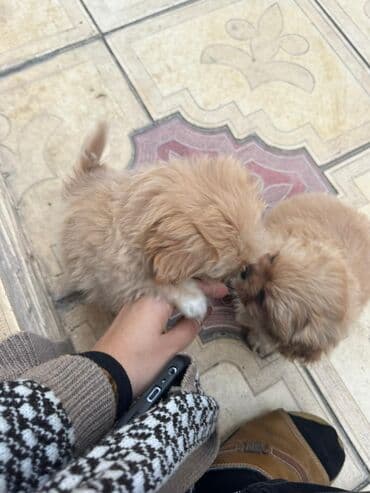 it cütləşdirmək: Pekines, 2 ay — 7