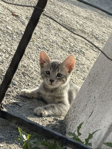 pulsuz verilir: Tabbi, Yaxşı əllərə — 1