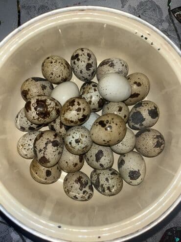 Чай, кофе, напитки: 20 qepik öz bildrçinlerimin yumurtasıdı hər biri təzədir Məhsul — 1