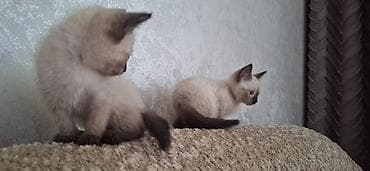 bengal pişik: Siam — 8