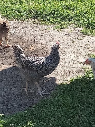 sumqayit toyuq: Salam herkesə oz baxdiqim cucelerdi baxa bilmirem deye satiram xarkov — 2