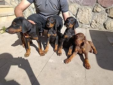 Doberman, Peyvəndli — 10
