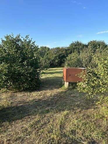 xacmazda findiq bagi satilir: Kənd təsərrüfatı — 22