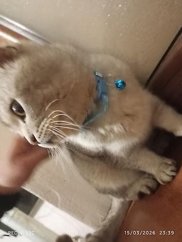 Heyvanlar üçün mallar: Şotland — 2