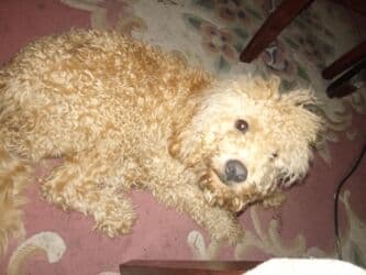 ingilis setteri it cinsi digər adı: Pudel, 1 ay, Erkek, Ödənişli çatdırılma — 2