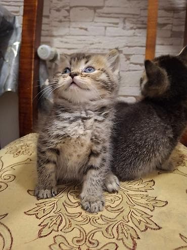 simental inekler satilir: Britan — 7