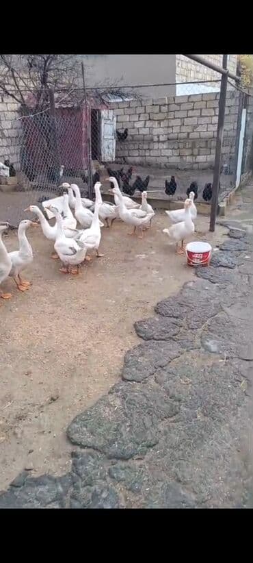 lal ördəklərin satışı: Qaz sürüsü – yerli təsərrüfatdan cavan qazlardi .12 ededdir qiymet — 4