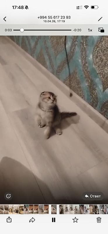 bala pitbul: Şotland — 8