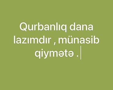 etlik danalar: Qurbanlıq dana – münasib qiymətə. - Qurban kəsimi üçün uyğun dana — 1