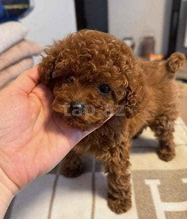 it toy pudel: Pudel — 1