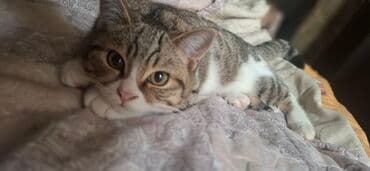 xaski iti qiymeti: Erkək — 1