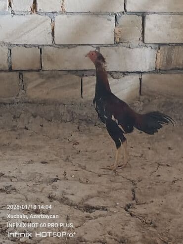 pisik balası verirem: Məhsul: Qıf (uzunboyun) tipli döyüşkən xoruz 6 aylıqdır — 9