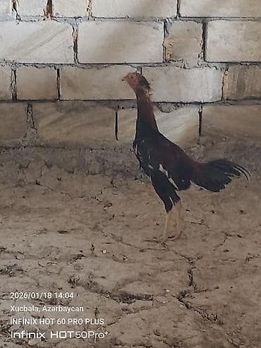 at qusar: Məhsul: Qıf (uzunboyun) tipli döyüşkən xoruz 6 aylıqdır — 2