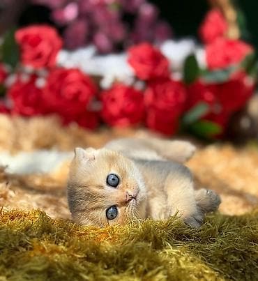 вислоухий шотландец котенок: Шотландская — 7