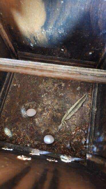 hazır hicablar: Hazır bala veren quşlar dı altında yumurta var hemide yeke yeke — 8