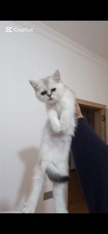 sirin pisik balalari: Şotland — 3