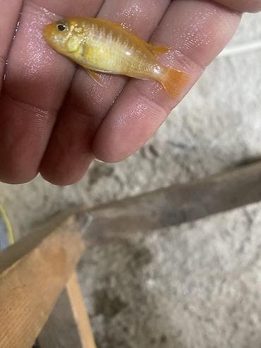 heyvan per page 40: Cixlid balığı, Sülhsevər — 2