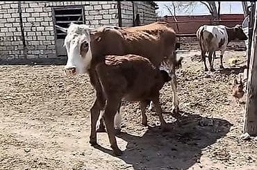 pişik satisi 2019: 8-10 südü var bala disidi 1 ci qarin dogub sakit heyvandi — 3