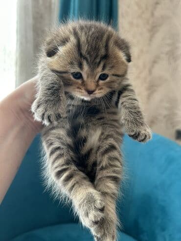 Птицы: Шотландская, Самец — 7