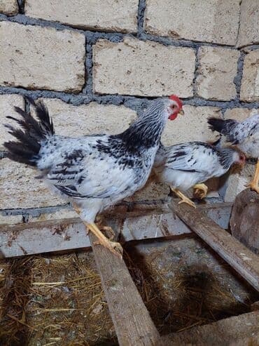 yerli inekler: Курица, Для разведения — 5