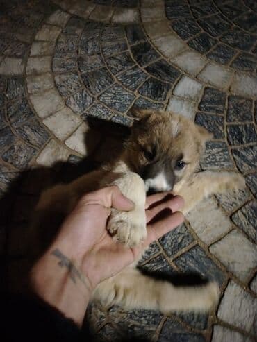 pulsuz itlerin verilmesi: Peyvəndli — 3