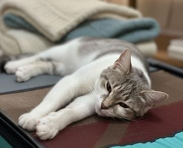 van pişiyi: Dişi, Yaxşı əllərə — 2