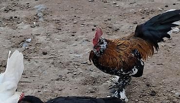 gence xoruz: Rəngarəng bantam xoruz - Nadir rəng çaları: qara-ağ ləkəli gövdə — 1