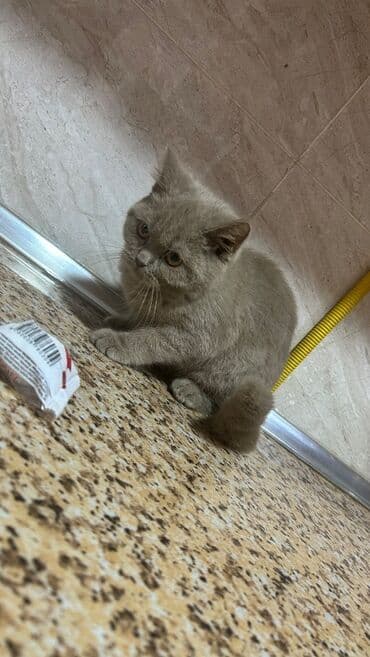 şotlant pişiyi: Шотландская, Самец — 3