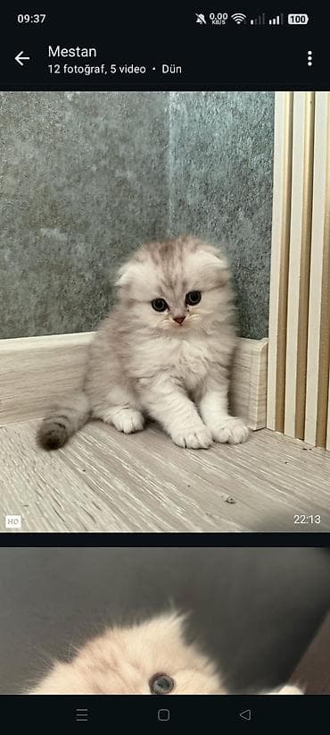 pișik: Fars — 7