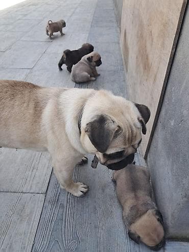 pulsuz it type 1: Mops, 1 ay, Dişi, Peyvəndli, Ünvandan götürmə, Ödənişli çatdırılma — 3