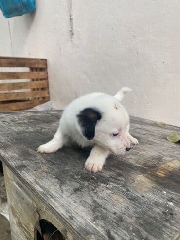 it satisi 2020: 2 ay, Erkek — 4