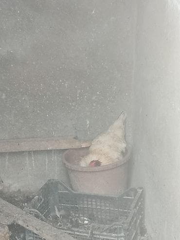 С/х животные и товары: Курица, Для яиц — 2