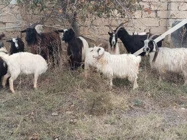 Quşlar: Təsvir: - Şəkillərdə müxtəlif rəngli (qara, qonur, ağ və qarışıq) uzun — 2