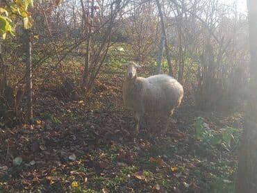 Cavan heyvandi iridi 65 kq diri çəkisidi 2 bala verib mene qiymetde