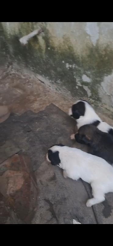 dog: 2 ay, Peyvəndli — 2