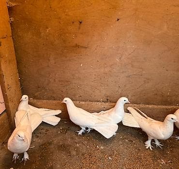 Göyərçinlər: Tecili satilir yer olmadigi ucun hamisi damazliq quwlardi goz — 9