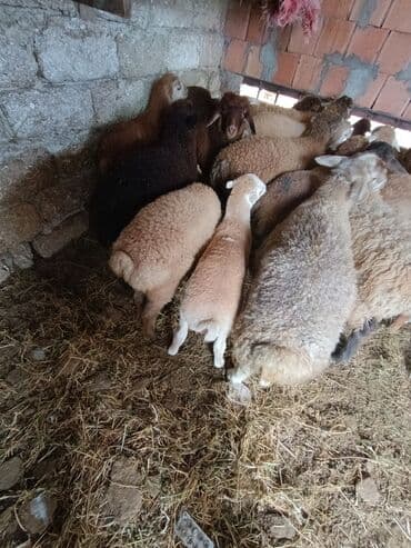 cins ineklerin qiymeti: Salam aleyküm ünvanımz binə atclk qiymet 200 den başdıyır 280 kimi — 9