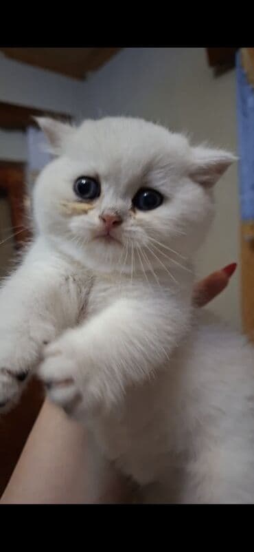 50 ile 400 arasi cins saf qan saqlam pisiklerimiz var sekilde olmayan