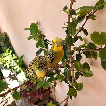 laska: 🦜 Erkək və Dişi Cüt Dalğalı Tutuquşuları 🦜 Həyətdə belə uçub — 8