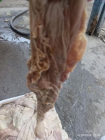 Quzu qurşağı yeni sıradan ədədi 80 qəpik yuyulub təmizdir kim isdese — 4