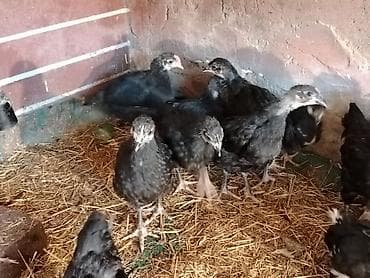 Pişiklər: Toyuq, Australorp, Damazlıq — 2