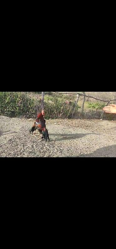 broyler yemi qiymeti: Xoruz, Heyratı, il: 3, Ödənişli çatdırılma — 8